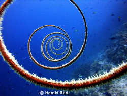 Black coral - North Ari atoll, Maldives by Hamid Rad 